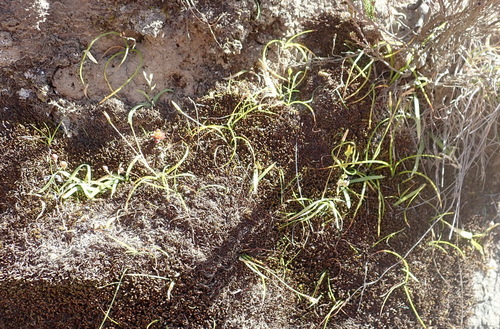 Geissorhiza delicatula