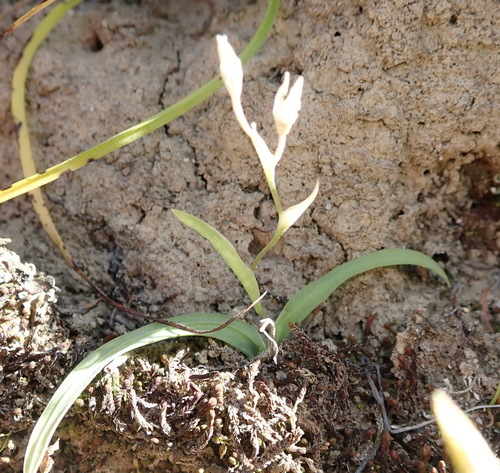 Geissorhiza delicatula