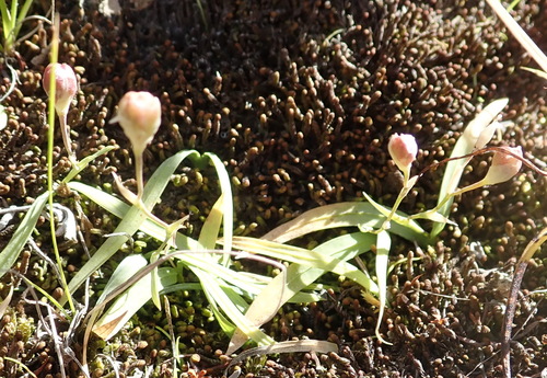 Geissorhiza delicatula