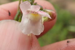 Nemesia denticulata