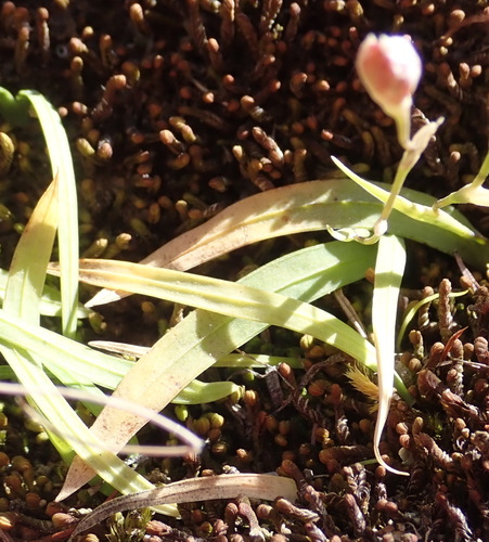 Geissorhiza delicatula