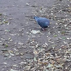 Columba livia domestica