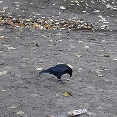 Corvus corone