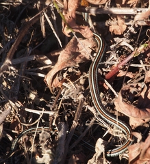 Thamnophis sirtalis tetrataenia