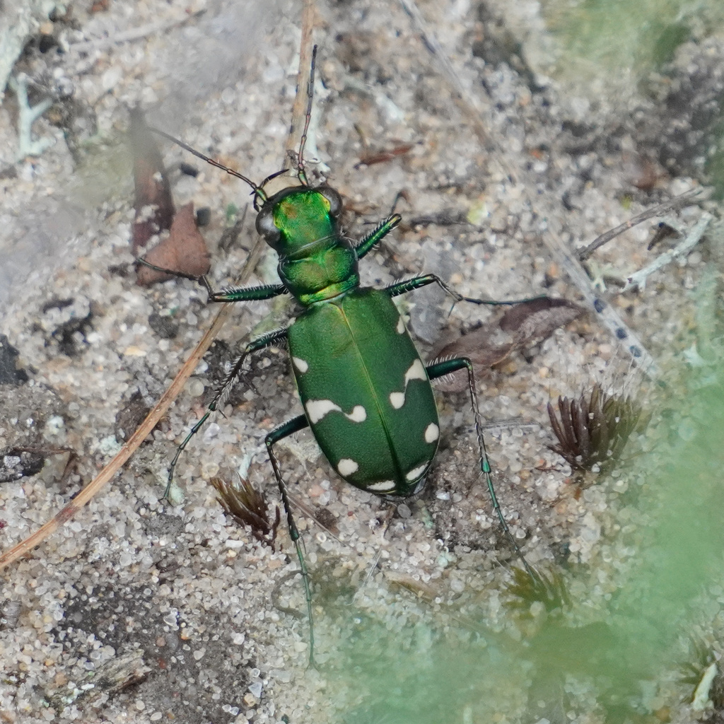 Northern Barrens Tiger Beetle