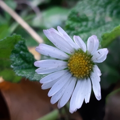 Bellis perennis