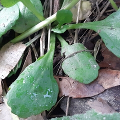 Bellis perennis
