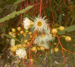 Eucalyptus leucoxylon