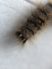 Lepidoptera