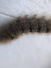 Lepidoptera