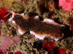 Pseudoceros leptostictus