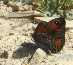 Pseudonympha trimenii trimenii