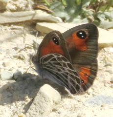 Pseudonympha trimenii trimenii