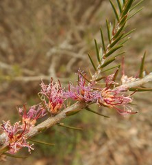 Melaleuca wilsonii