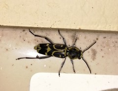 Xylotrechus subscutellatus
