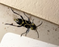 Xylotrechus subscutellatus