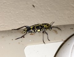 Xylotrechus subscutellatus