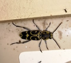 Xylotrechus subscutellatus