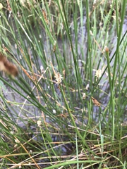 Eleocharis acuta