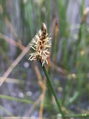 Eleocharis acuta