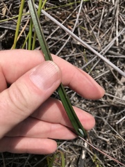 Thelymitra circumsepta