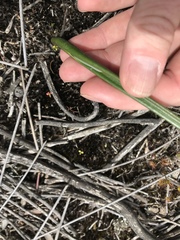 Thelymitra circumsepta
