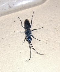 Trirogma caerulea