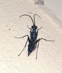 Trirogma caerulea