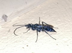 Trirogma caerulea