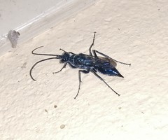 Trirogma caerulea