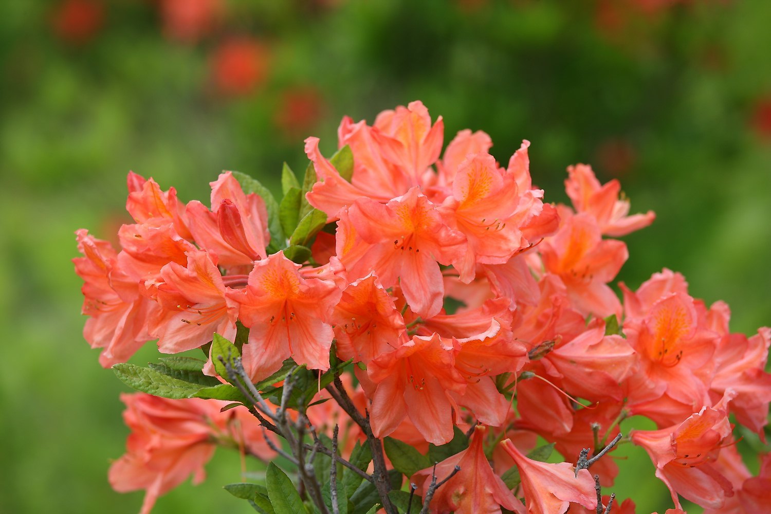 Rhododendron molle