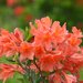 Rhododendron molle - Photo 由 空猫 T. N 所上傳的 (c) 空猫 T. N，保留部份權利CC BY-NC