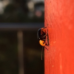 Aulacophora nigripennis