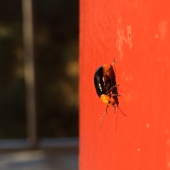 Aulacophora nigripennis