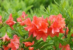 Rhododendron molle japonicum