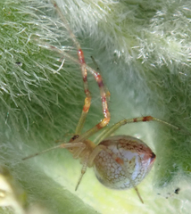 Argyrodes antipodianus