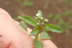 Pombalia parviflora