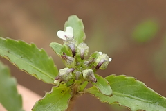 Pombalia parviflora