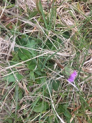 Brachyscome decipiens