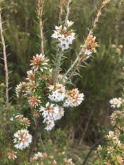 Epacris paludosa