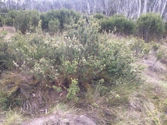 Epacris paludosa