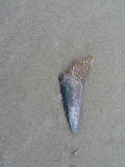 Atrina zelandica
