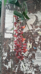 Thunbergia coccinea