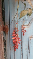 Thunbergia coccinea
