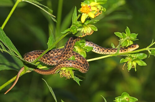 iNaturalist observation 2025-09-02