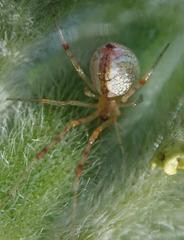 Argyrodes antipodianus