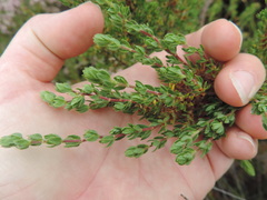 Cliffortia polygonifolia polygonifolia