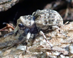 Anthribinae