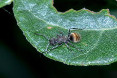 Polyrhachis aurea