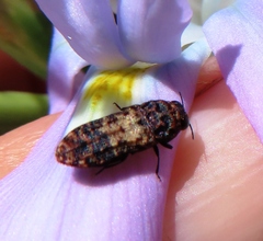 Nothomorpha